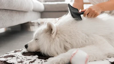 Chủ nuôi kiểm tra độ mềm và khả năng chải của bộ lông sau khi tắm.