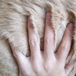 Chủ nuôi kiểm tra độ mềm và khả năng chải của bộ lông sau khi tắm.