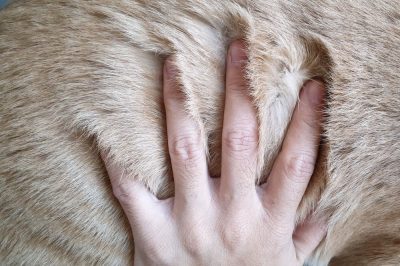 Chủ nuôi kiểm tra độ mềm và khả năng chải của bộ lông sau khi tắm.