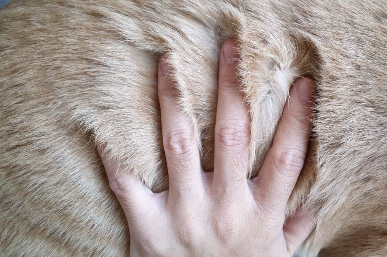 Chủ nuôi kiểm tra độ mềm và khả năng chải của bộ lông sau khi tắm.