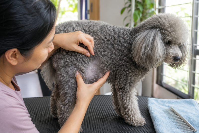Chủ nuôi tách lông Poodle để kiểm tra lớp lông mới và các sợi ngắn bị gãy.