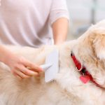 Chủ nuôi kiểm tra phần lông sát da vẫn còn ẩm sau khi sấy.