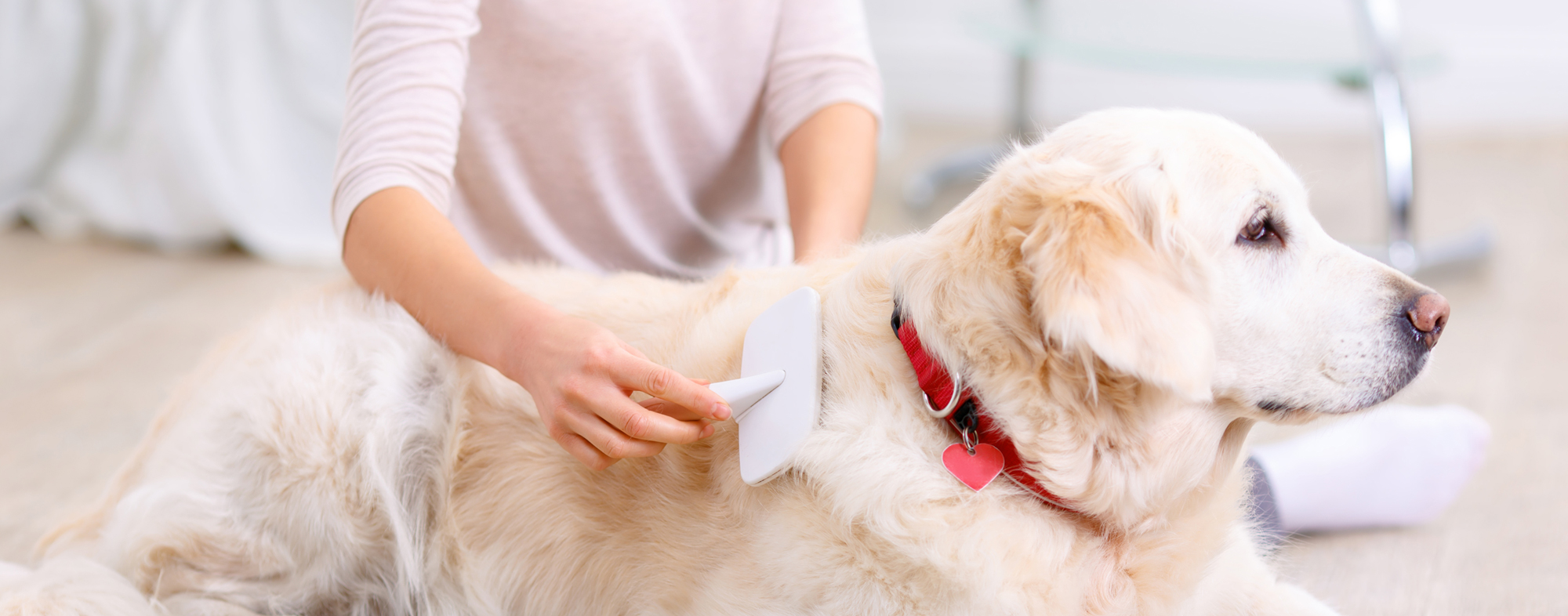 Chủ nuôi kiểm tra phần lông sát da vẫn còn ẩm sau khi sấy.