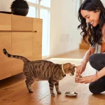 Mèo có bộ lông bóng khỏe đang ăn thức ăn trong bát tại nhà.