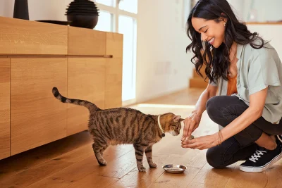 Mèo có bộ lông bóng khỏe đang ăn thức ăn trong bát tại nhà.