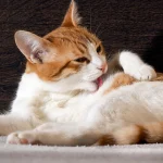 Mèo liên tục liếm một vùng lông đang trở nên thưa hơn.