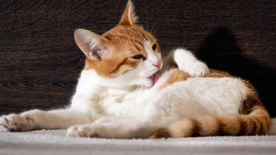 Mèo liên tục liếm một vùng lông đang trở nên thưa hơn.