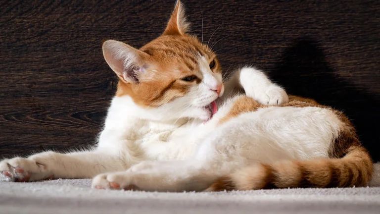 Mèo liên tục liếm một vùng lông đang trở nên thưa hơn.