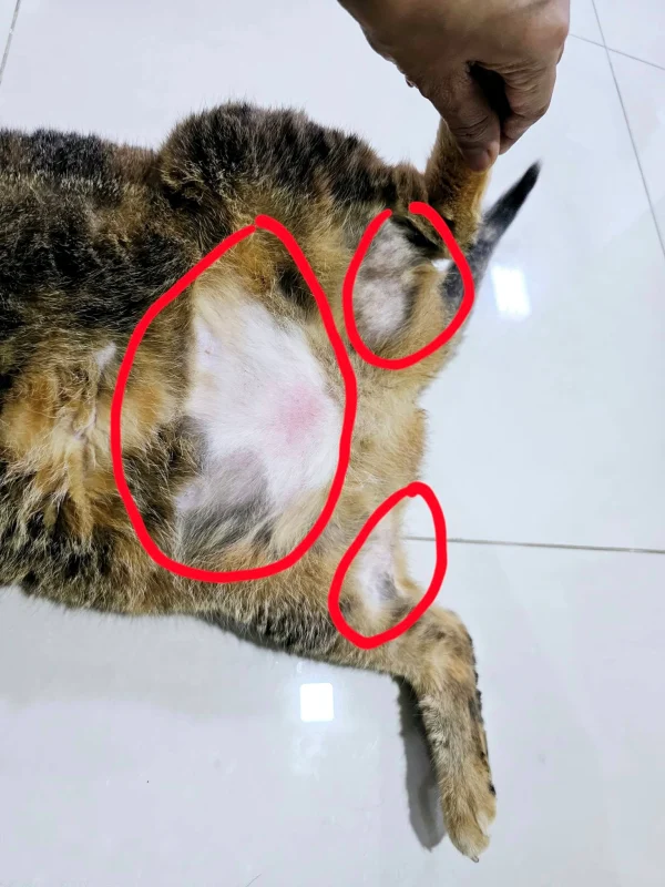 Kiểm tra vùng lông thưa và da bên dưới của mèo.