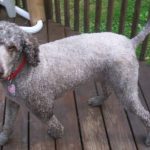 Poodle có một vùng lông ngắn và xù hơn phần lông xung quanh.