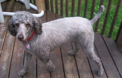 Poodle có một vùng lông ngắn và xù hơn phần lông xung quanh.