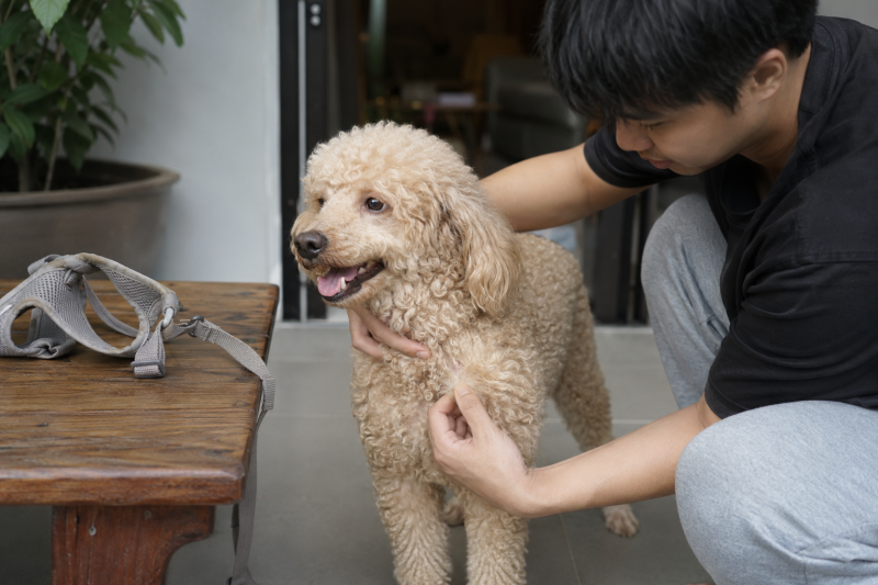 Chủ nuôi kiểm tra vùng lông vai Poodle thường xuyên cọ vào dây yếm.