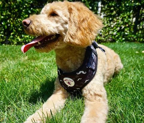 kiểm tra vùng lông tiếp xúc với dây yếm của Poodle.