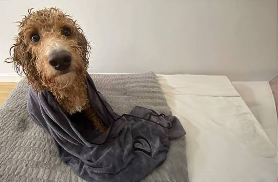 Khăn được ép nhẹ lên bộ lông ướt của Poodle sau khi tắm.