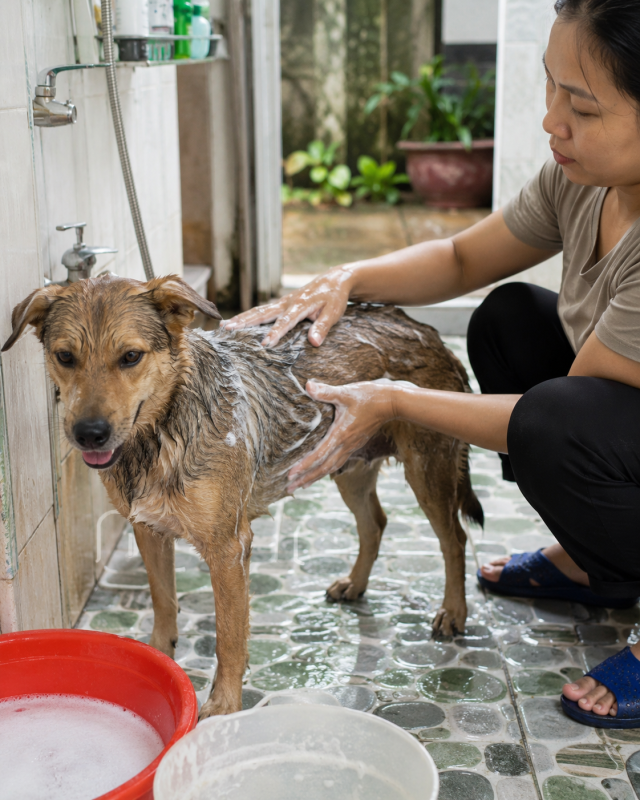 Chủ nuôi dùng đầu ngón tay phân bố bọt nhẹ nhàng trên từng vùng lông.