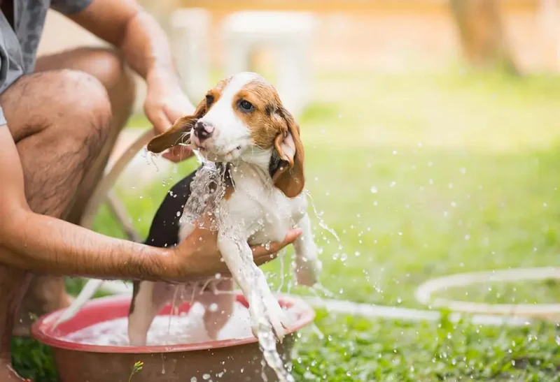 Chó mèo được tắm nhẹ nhàng và xả kỹ trong một lần vệ sinh định kỳ.