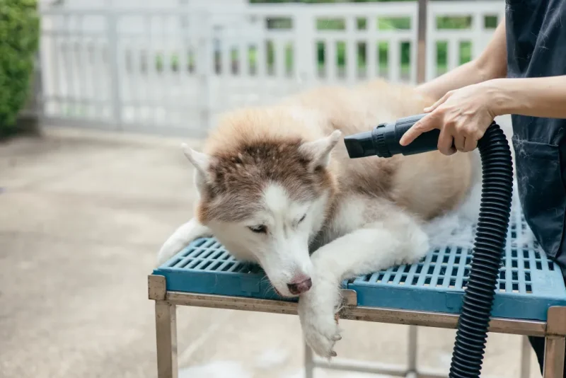 xả kỹ và sấy khô từng lớp lông sau khi tắm.