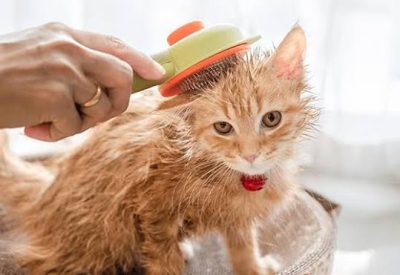 Mèo con được chải lông nhẹ nhàng trong một buổi chăm sóc ngắn.