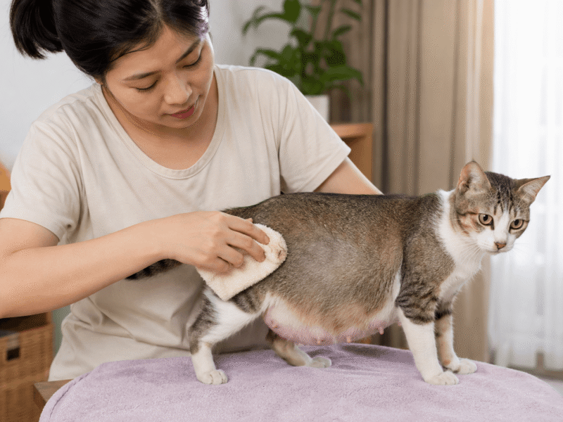 Người nuôi đang chăm sóc mèo bầu nhẹ nhàng tại nhà.