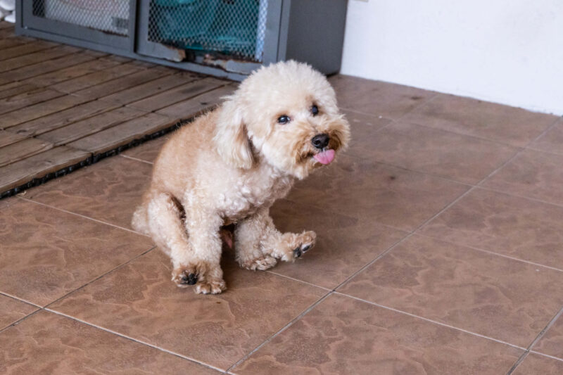 Chó ngồi kéo lê mông trên sàn do khó chịu ở vùng phía sau