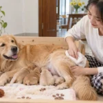 Chó mẹ sau sinh nằm cùng đàn con trong khi chủ nuôi lau sạch nhẹ bằng khăn ấm